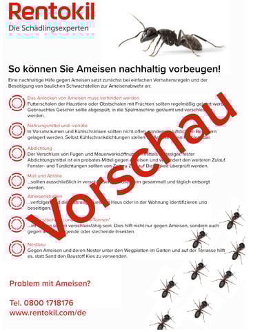 Ameisen Ameisen