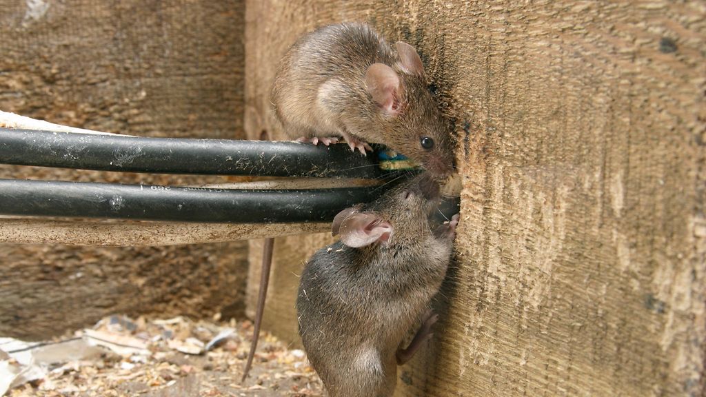 Terminix Rodent and Wildlife Exclusion Services