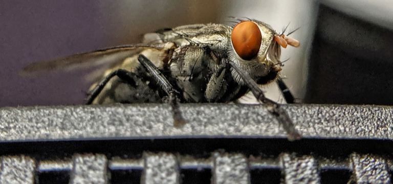 Factos sobre moscas