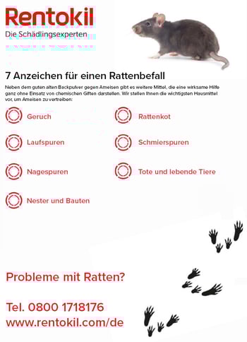 rat rat