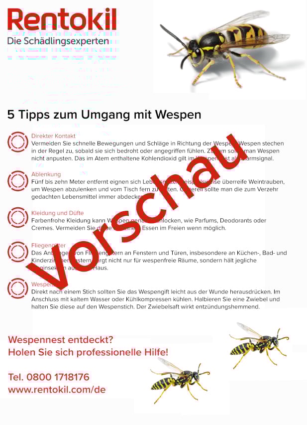 Wasp Wasp